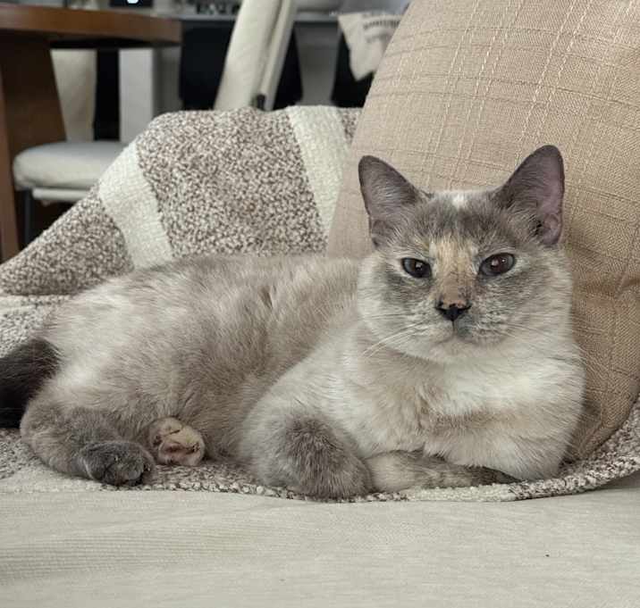 Photo of Shammy