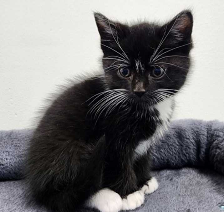 Photo of Puffin