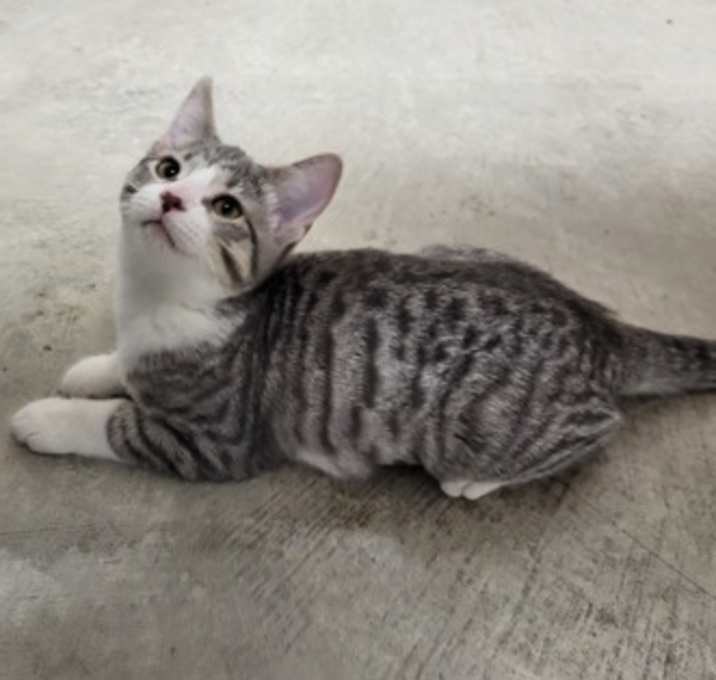 Photo of Queso