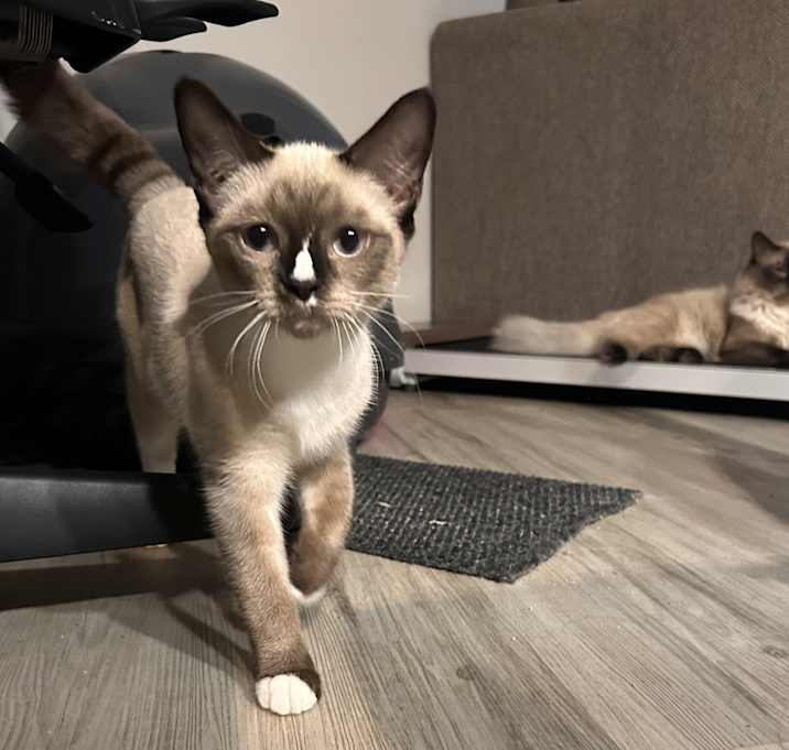 Photo of Zara (RaRa)