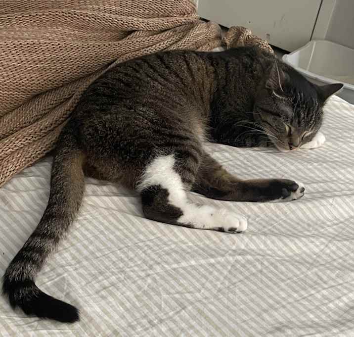 Photo of Toby