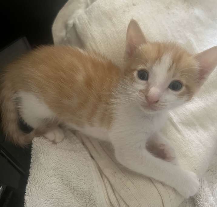 Photo of 3 Female Kittens
