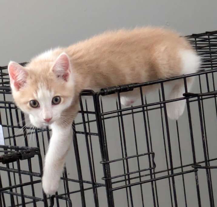 Photo of Ollie