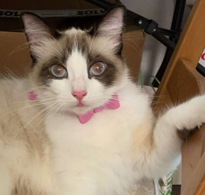 Photo of Phoebe