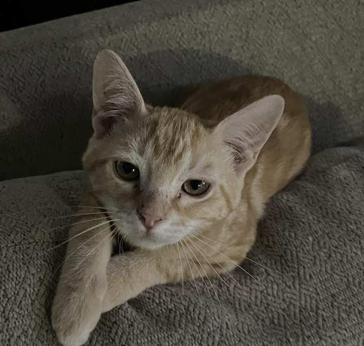Photo of Flash