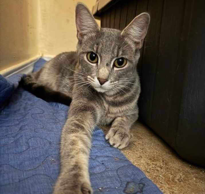 Photo of Shadow
