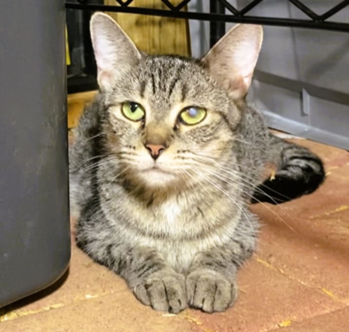 Photo of Misty