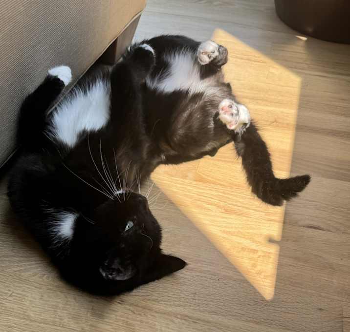 Photo of Felix