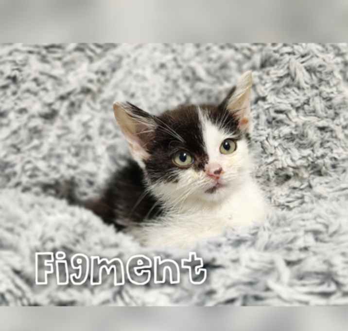 Photo of Figment