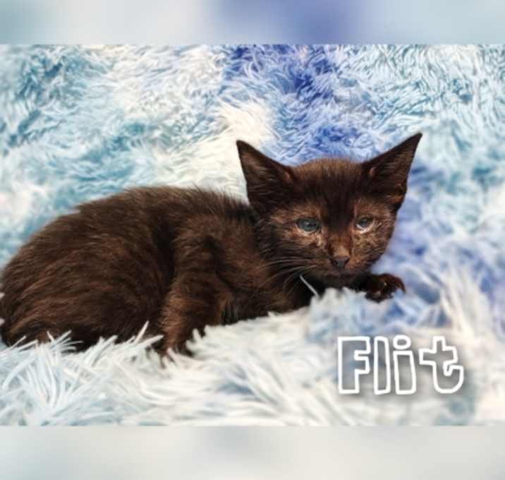 Photo of Flit
