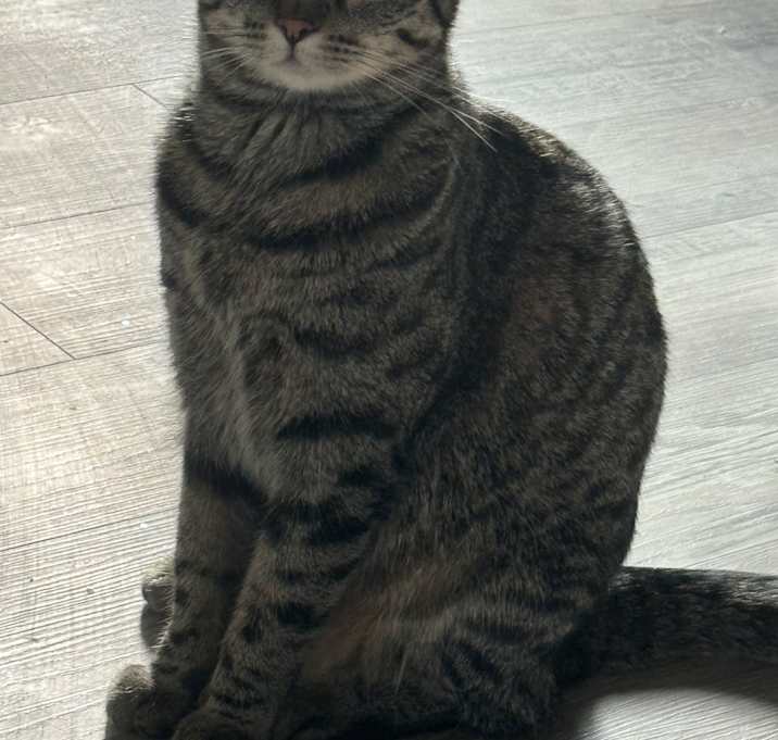 Photo of Kitty