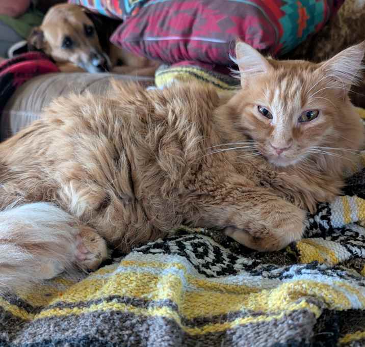 Photo of Marmalade/ Marmi