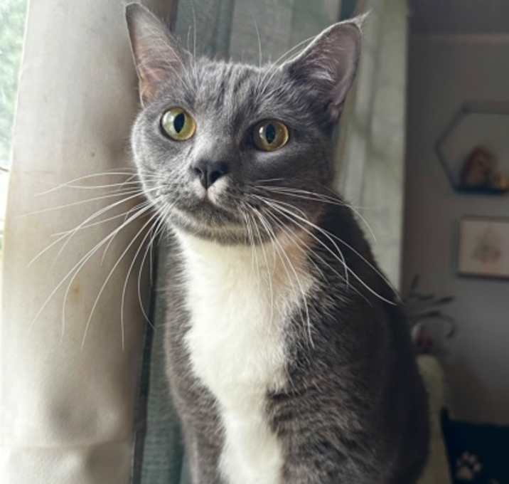 Photo of Bluey