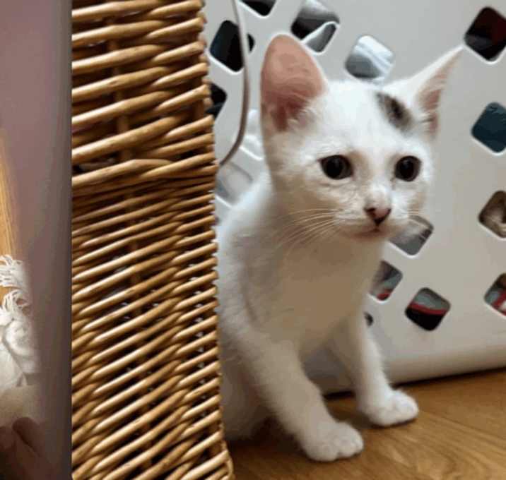 Photo of Henry & Harry