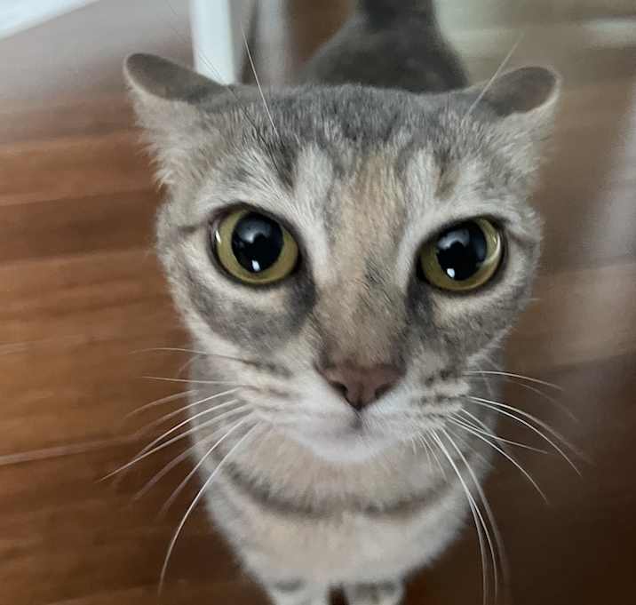 Photo of Iris