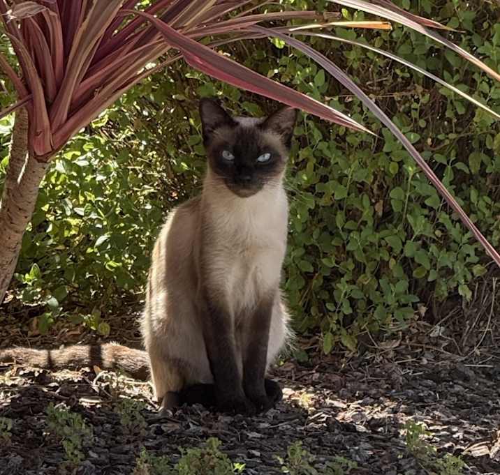Photo of Violet