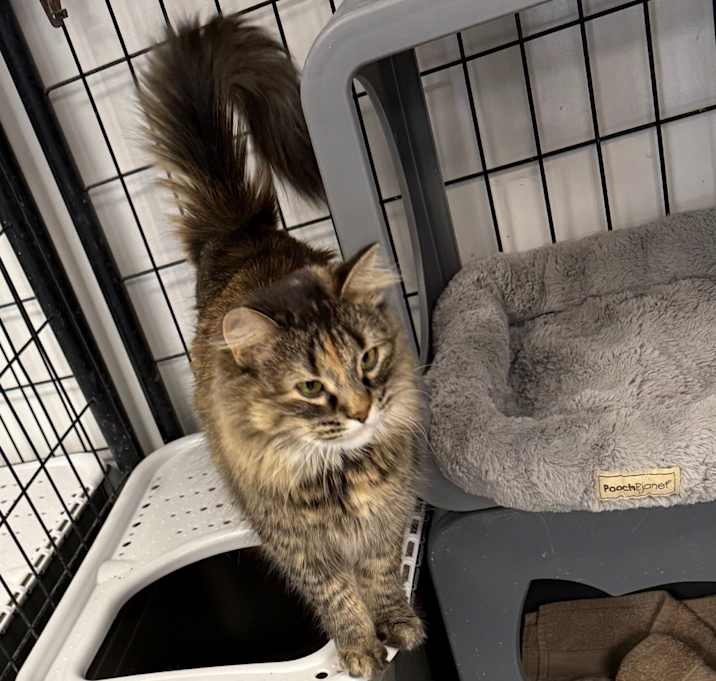 Photo of Luna