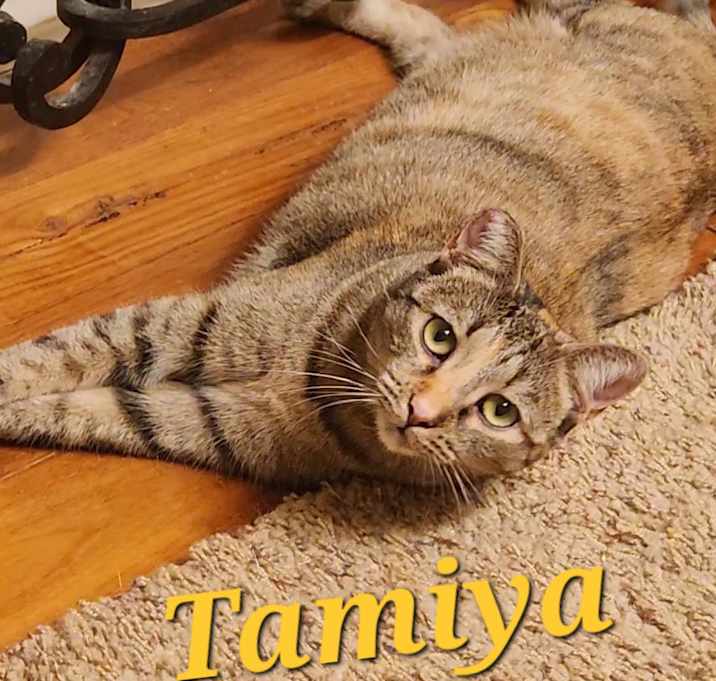 Photo of Tamiya