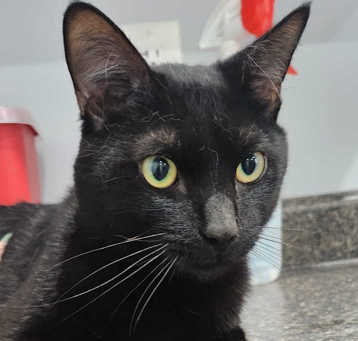 Photo of Sirius