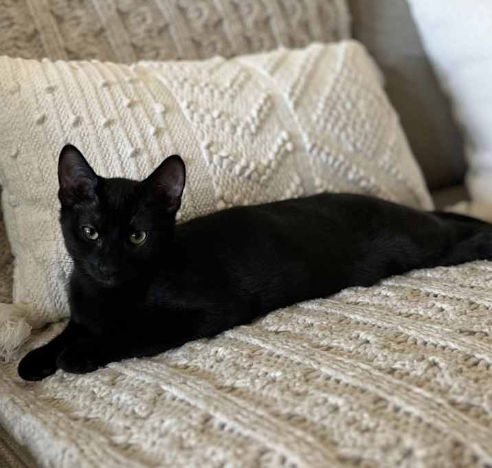 Photo of Casper