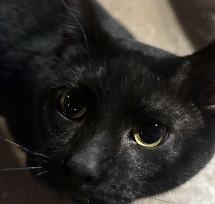 Photo of Shadow