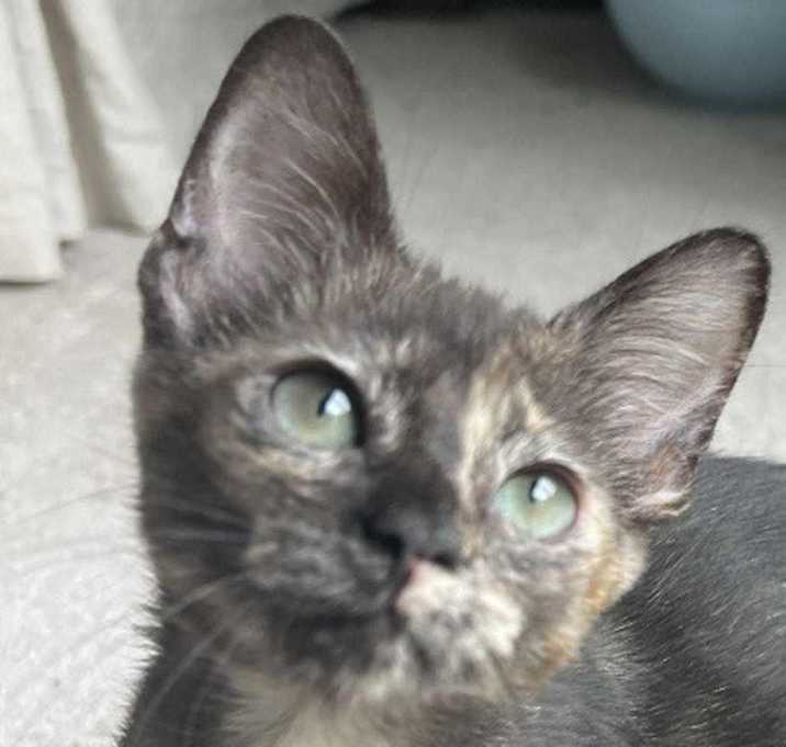 Photo of Sassy