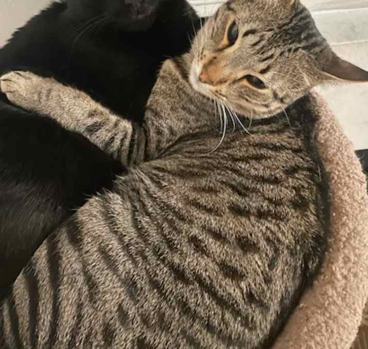 Photo of Pepito & Churro