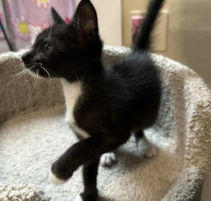 Photo of Tux
