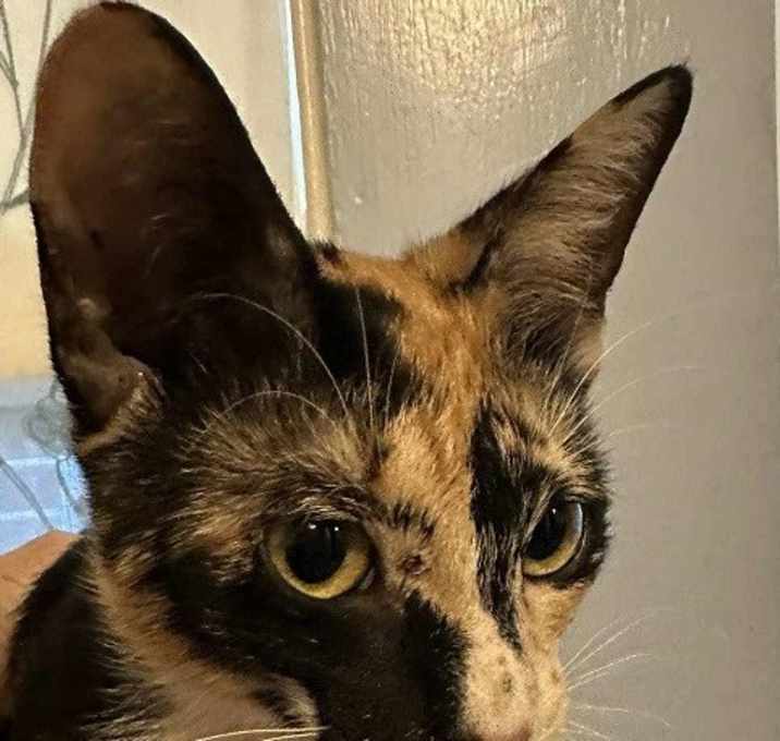 Photo of Peaches