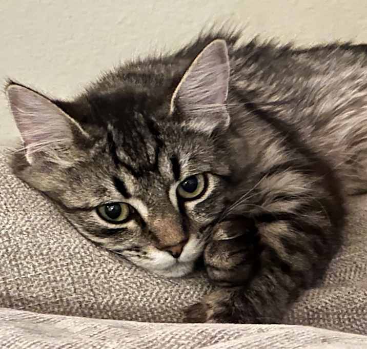 Photo of Bunny