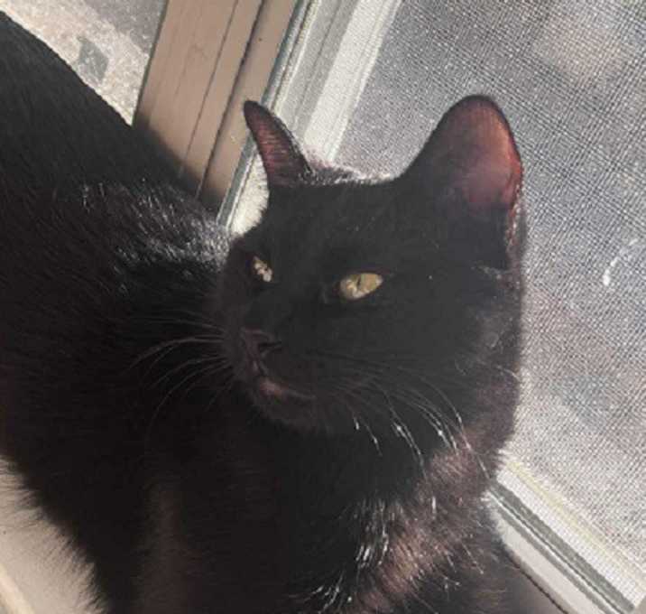 Photo of Merlin