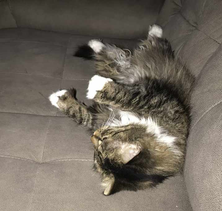 Photo of Cat