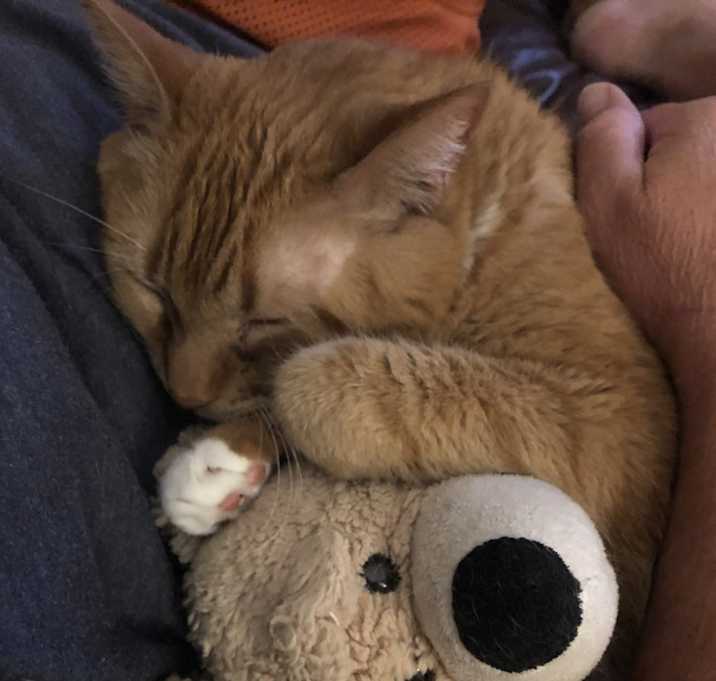 Photo of Meow Meow and Lily