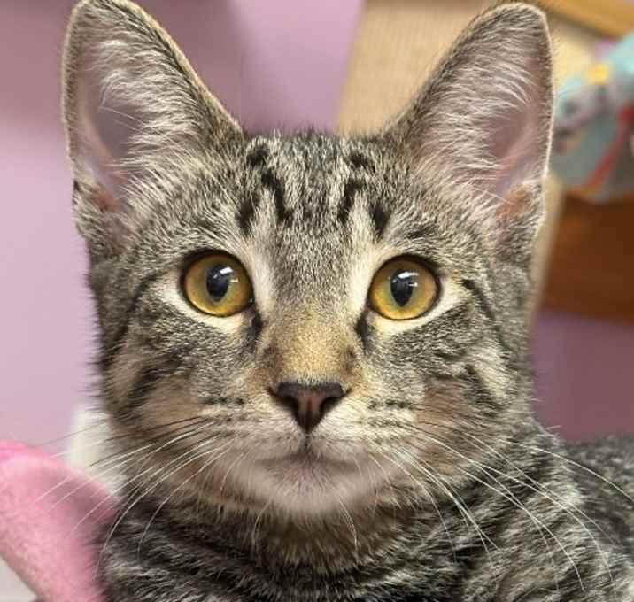Photo of Brownie