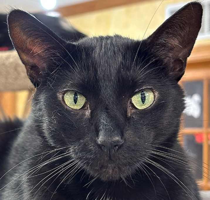 Photo of Ebony