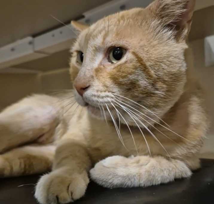 Photo of Catino