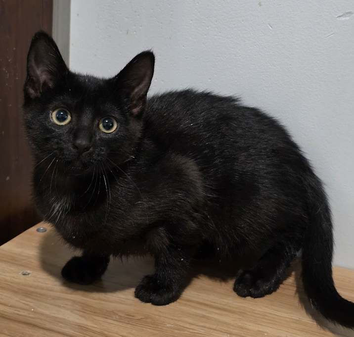 Photo of Toothless