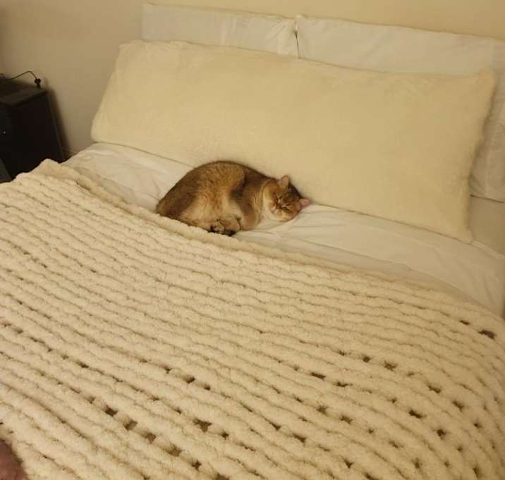 Photo of Koko