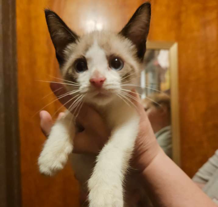 Photo of Knuckles-Polydactyl