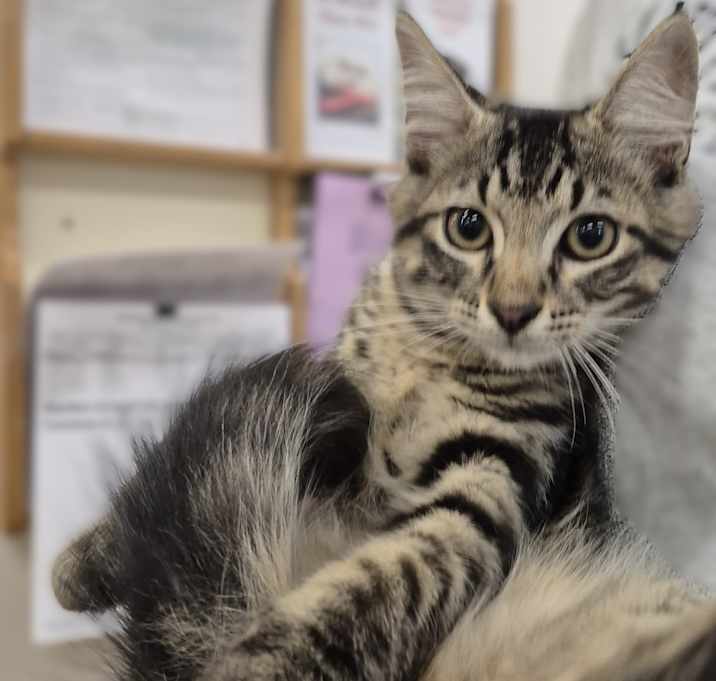 Photo of KITTEN:  Ozzy