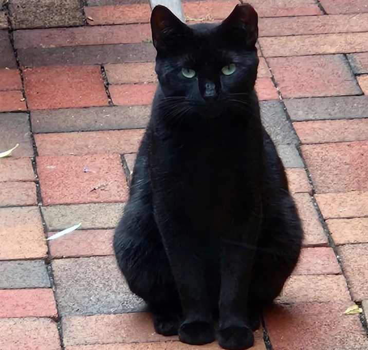 Photo of Lucky