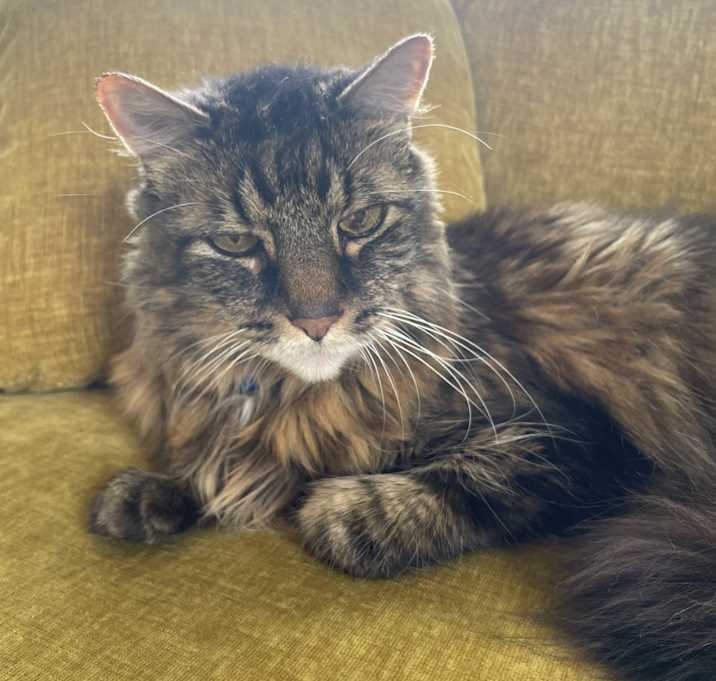 Photo of Hobbes