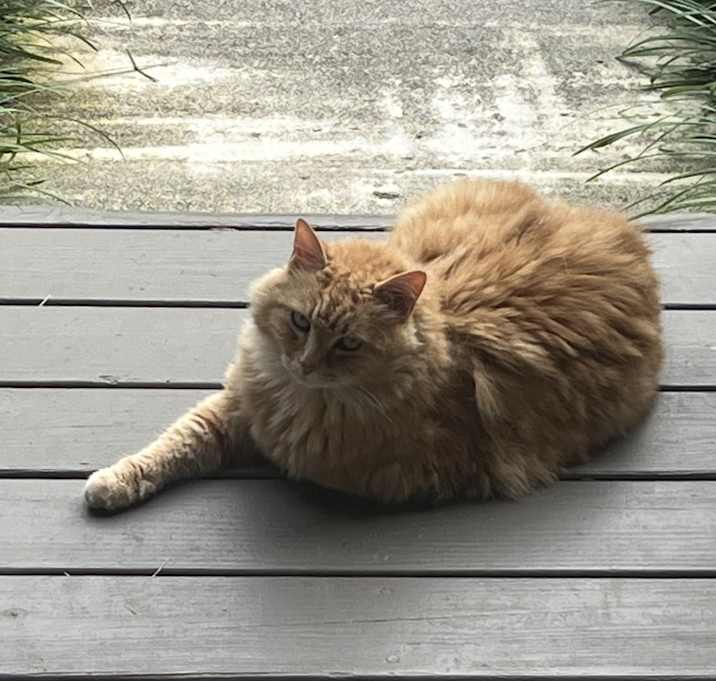 Photo of Cheeto