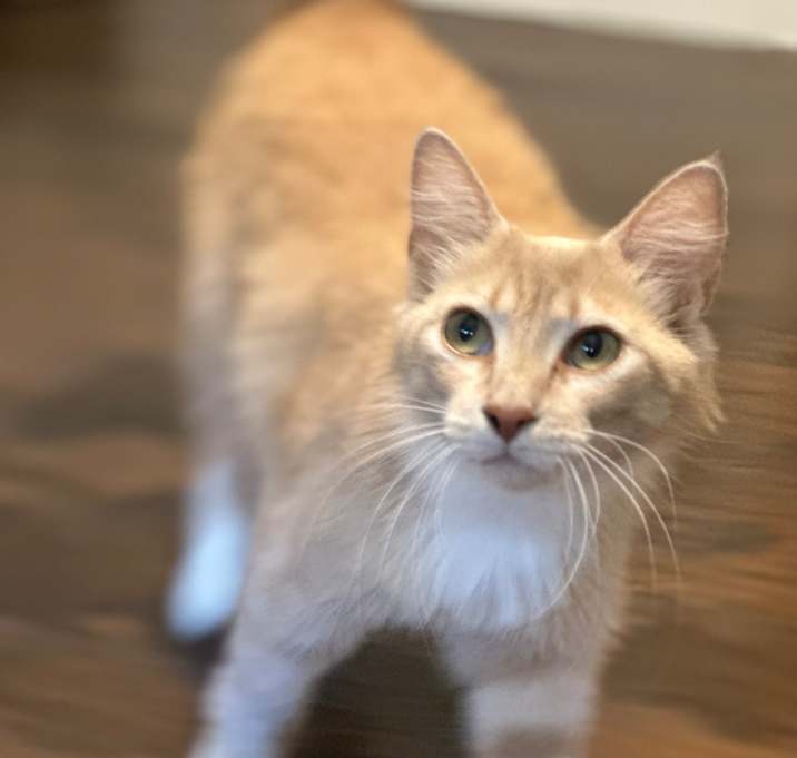 Photo of Dandelion