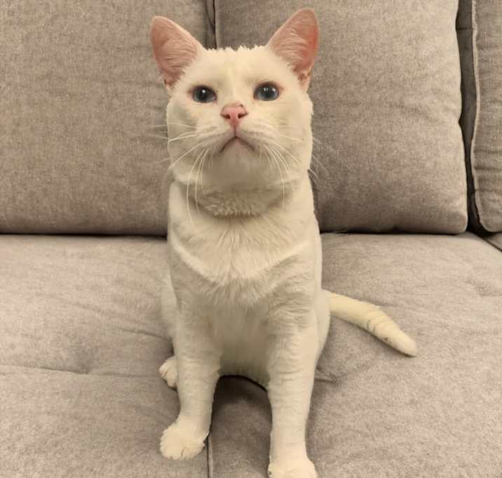Photo of Lad