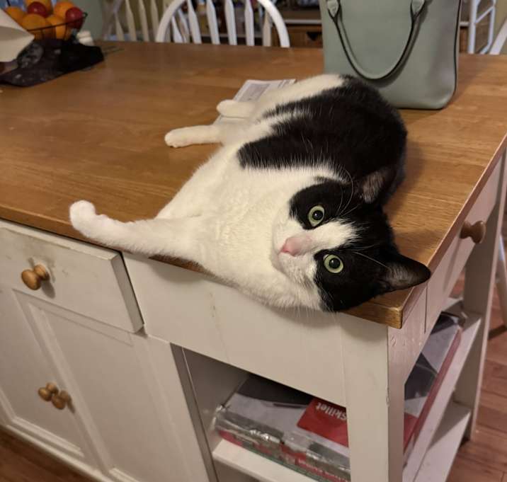 Photo of Domino