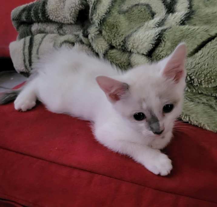 Photo of Sushi