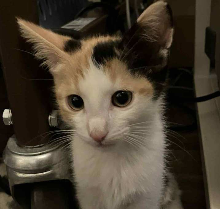 Photo of Lily