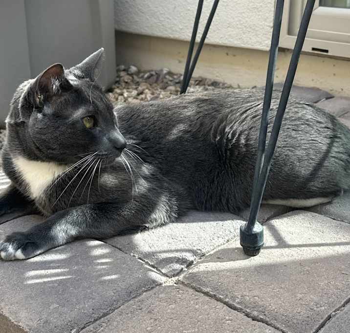 Photo of Milo