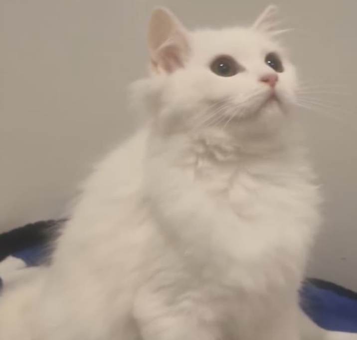 Photo of Snowflake